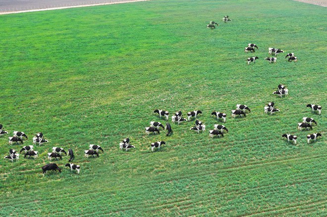 Cận cảnh trang trại bò sữa Organic chuẩn châu Âu trên cao nguyên Đà Lạt - Ảnh 4.
