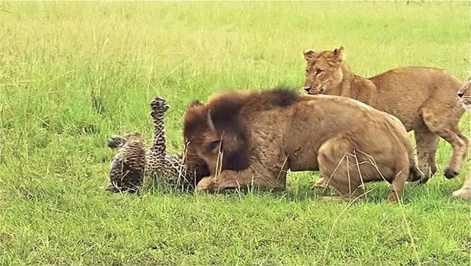 Báo đực chậm chân bị 9 con sư tử hành hạ: Cú cắn chí mạng khiến nó hấp hối chờ chết - Ảnh 4.