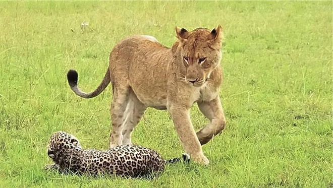 Báo đực chậm chân bị 9 con sư tử hành hạ: Cú cắn chí mạng khiến nó hấp hối chờ chết - Ảnh 5.