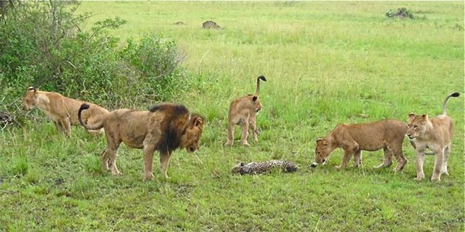 Báo đực chậm chân bị 9 con sư tử hành hạ: Cú cắn chí mạng khiến nó hấp hối chờ chết - Ảnh 7.