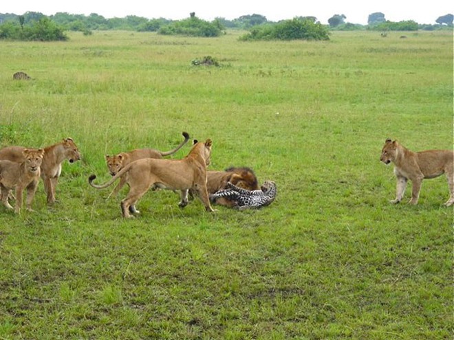 Báo đực chậm chân bị 9 con sư tử hành hạ: Cú cắn chí mạng khiến nó hấp hối chờ chết - Ảnh 8.
