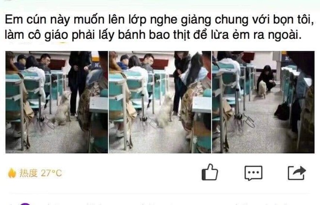 MXH Trung Quốc xôn xao vì một chú chó: Đòi chụp kỷ yếu, chạy thi cùng sinh viên - Ảnh 6.