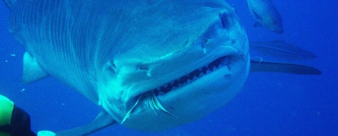 Từ vài bãi nôn của cá mập, khoa học phát hiện chúng ăn một thứ không ai có thể ngờ đến - Ảnh 1.