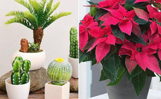 Những loại cây không nên trồng trong nhà để tránh tiêu tán tài lộc, rước bệnh cho gia đình