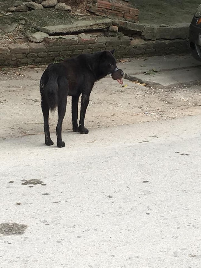 Chú chó đáng thương bị buộc chặt mõm bằng dây chun đã được đưa từ Lạng Sơn về Hà Nội điều trị - Ảnh 1.