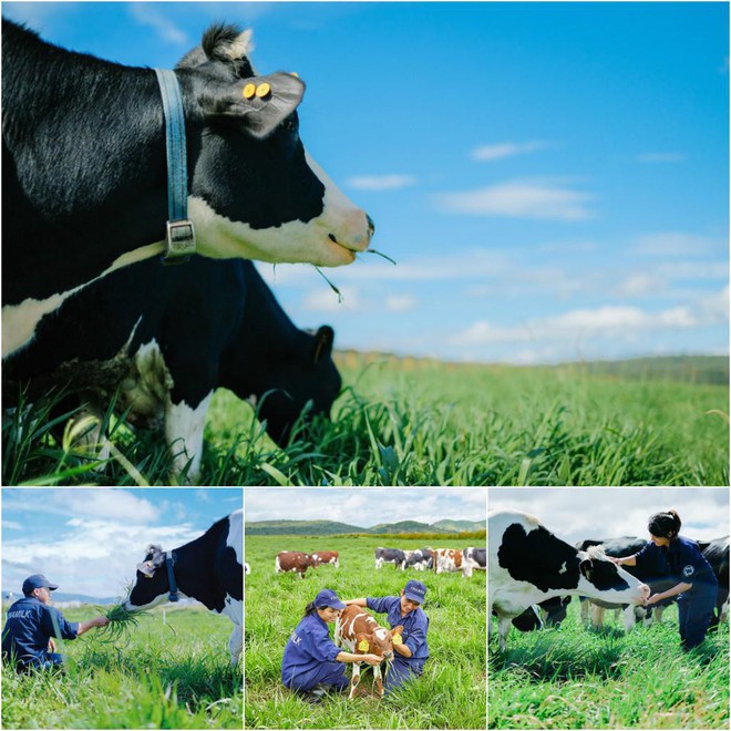 Cận cảnh trang trại bò sữa Organic chuẩn châu Âu trên cao nguyên Đà Lạt - Ảnh 6.