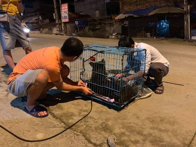 Chú chó đáng thương bị buộc chặt mõm bằng dây chun đã được đưa từ Lạng Sơn về Hà Nội điều trị - Ảnh 3.
