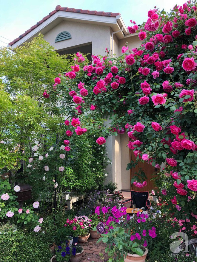 Khu vườn hoa hồng trước nhà đẹp như cổ tích của người đàn ông Việt ở Nhật - Ảnh 2.
