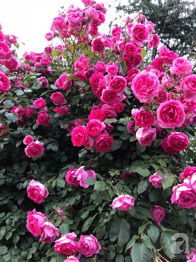 Khu vườn hoa hồng trước nhà đẹp như cổ tích của người đàn ông Việt ở Nhật - Ảnh 9.