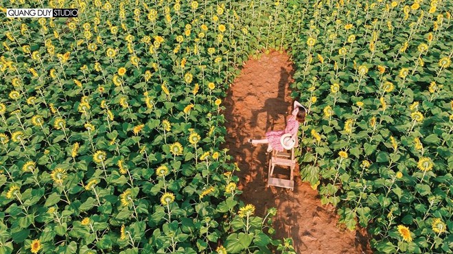 Lướt mỏi tay loạt ảnh check-in “thật là vàng tươi” của giới trẻ ở vườn hoa hướng dương mới xuất hiện ngay gần Hà Nội, không đi nhanh kẻo phí cả mùa hè - Ảnh 10.