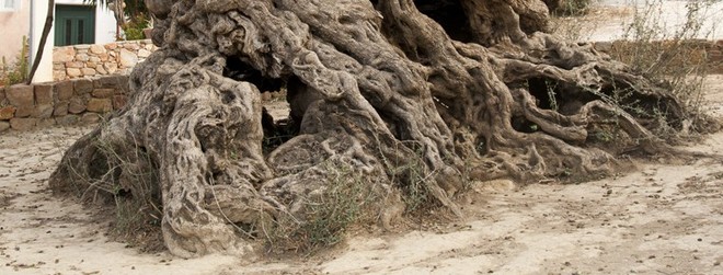 Bí mật của cây ô liu cổ thụ nhất hành tinh, ít nhất 3000 năm tuổi trên đảo Crete - Ảnh 1.