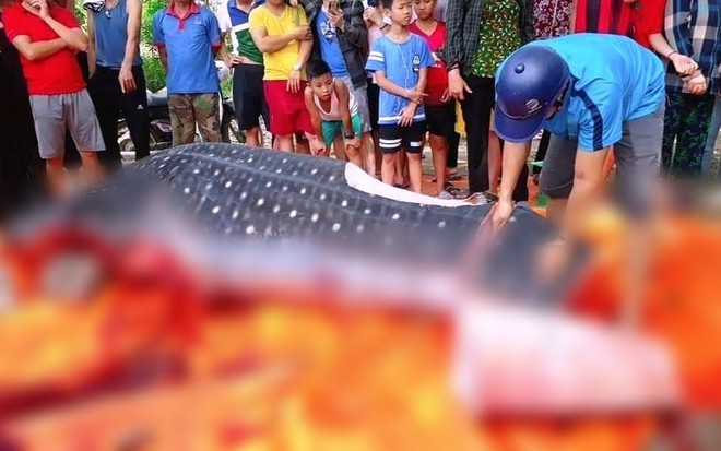 Thực hư sự việc ngư dân Sầm Sơn xẻ thịt cá voi nhám bày bán, mang về chế biến thức ăn - Ảnh 2.