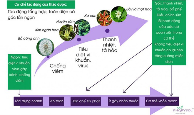 Cách thoát khỏi viêm amidan 15 năm trong 3 tháng của một kỹ sư - Ảnh 5.