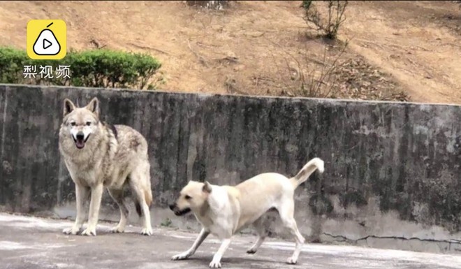 Du khách tức giận khi chỉ thấy độc một con chó nhà trong chuồng sói tại sở thú Trung Quốc - Ảnh 3.