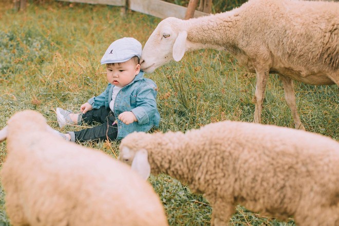 Cậu nhóc khóc ré ăn vạ khi phải chụp ảnh bên bạn chó: Dễ thương quá mức quy định rồi nhé! - Ảnh 8.