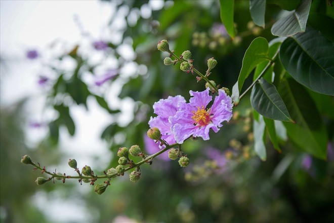 Hoa bằng lăng nhuộm tím phố phường Hà Nội - Ảnh 1.