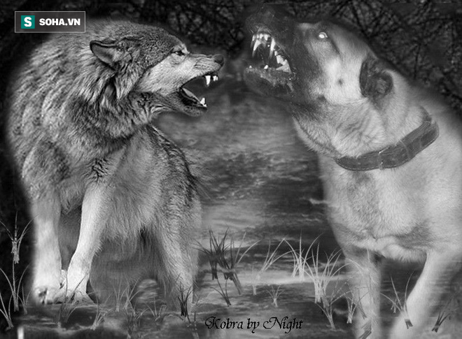 Chó sói bị cặp đôi Kangal luân phiên cắn xé, tấn công tới chết - Ảnh 1.