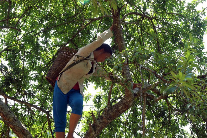 Mùa mận chín nơi “cổng trời” xứ Nghệ - Ảnh 2.