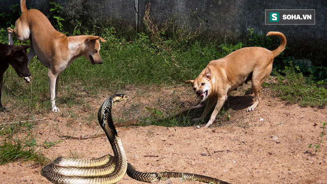 Chó săn 15 năm tuổi bỏ mạng bi thảm sau cuộc chiến với rắn hổ bành - Ảnh 1.