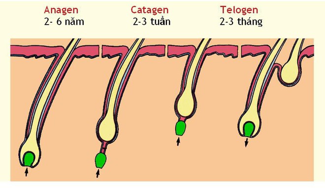 Hói đầu sớm, rụng tóc nhiều có thể khắc phục nếu biết được những lời khuyên này - Ảnh 1.