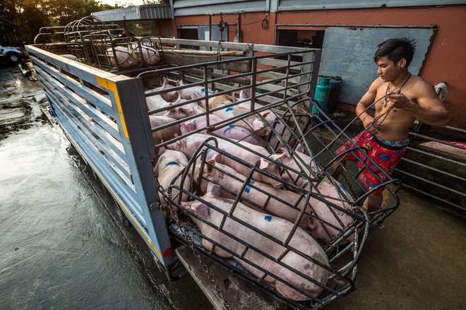 Sự thật tàn khốc đằng sau những lò giết mổ lợn ở Thái Lan với nỗi đau thấu tim can không ai biết - Ảnh 1.