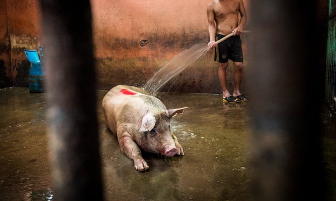Sự thật tàn khốc đằng sau những lò giết mổ lợn ở Thái Lan với nỗi đau thấu tim can không ai biết - Ảnh 4.