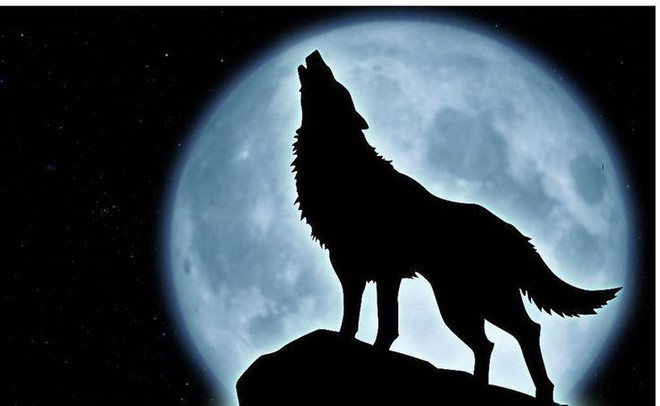 99 hình xăm chó sói hú trăng đẹp ngầu chất ý nghĩa nhất