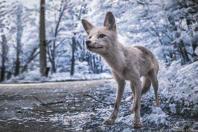 Từ vùng đất ma không ai dám bén mảng, nhà máy điện hạt nhân Chernobyl bỗng hóa xứ sở thần tiên đẹp lịm tim qua lăng kính của nhiếp ảnh gia - Ảnh 17.