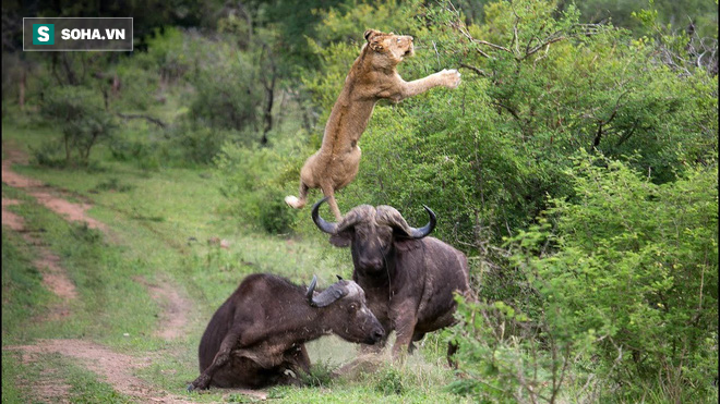 Thế giới động vật: Trâu rừng húc văng sư tử lên không để cứu bạn, nỗ lực  này có được đền đáp?
