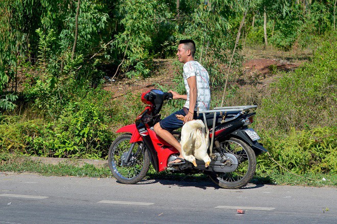 Dân hôi vịt trên xe tải bị lật ở Quảng Bình: Số vịt thất thoát là do đè lên nhau chết - Ảnh 1.