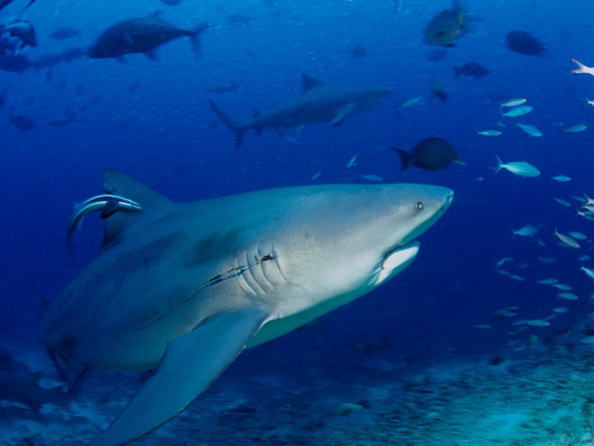 Ngày càng có nhiều người bị cá mập tấn công hơn và đây là lý do thực sự đằng sau - Ảnh 3.