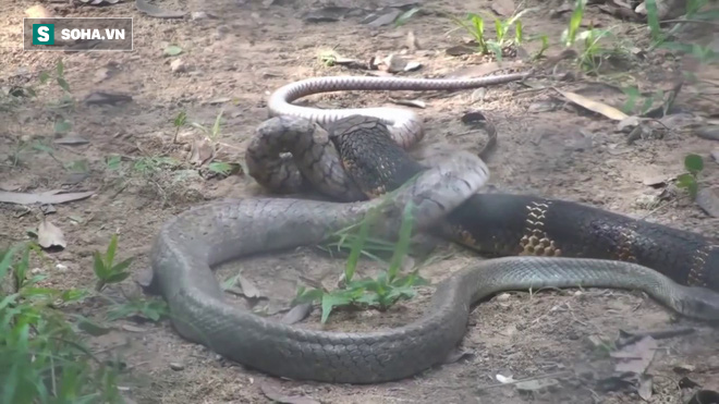 Sở hữu nọc độc khủng khiếp nhưng rắn Taipan cũng bỏ mạng trong hàm của hổ mang chúa - Ảnh 1.