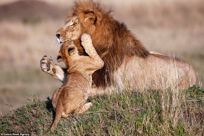 Mufasa và Simba phiên bản đời thật: Khoảnh khắc sư tử con nũng nịu trong vòng tay cha khiến ai xem cũng tan chảy trái tim - Ảnh 4.