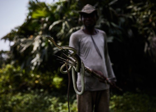Ám ảnh vương quốc của những con rắn kịch độc ở Congo: Mamba đen, hổ mang đều đủ cả - Ảnh 1.