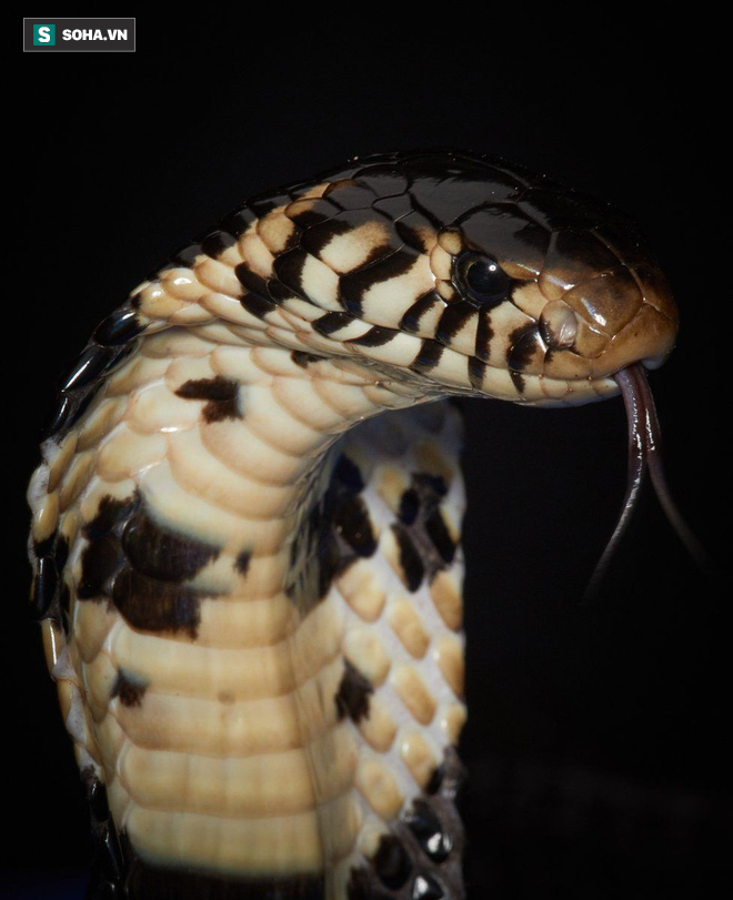 Ám ảnh vương quốc của những con rắn kịch độc ở Congo: Mamba đen, hổ mang đều đủ cả - Ảnh 5.