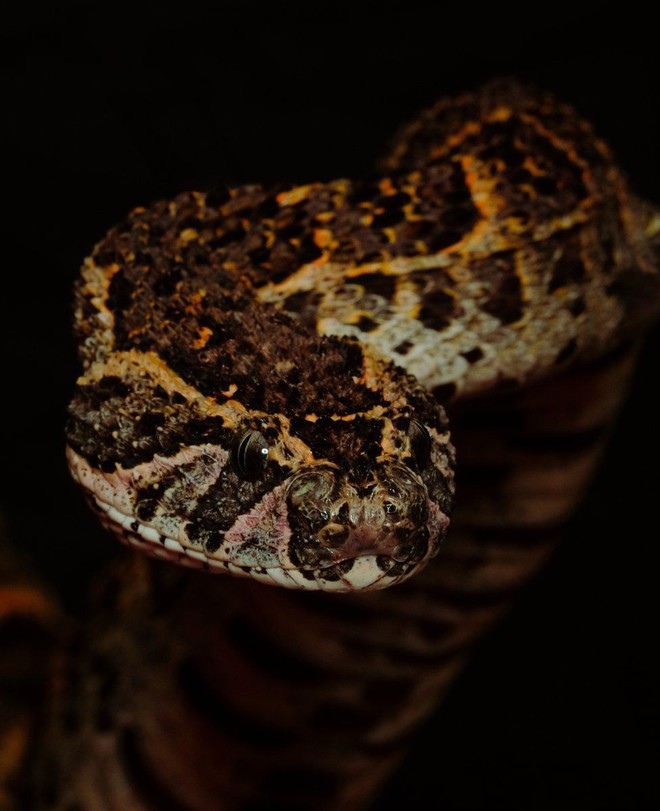 Ám ảnh vương quốc của những con rắn kịch độc ở Congo: Mamba đen, hổ mang đều đủ cả - Ảnh 10.