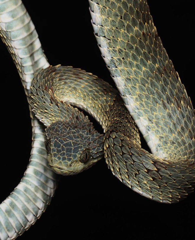 Ám ảnh vương quốc của những con rắn kịch độc ở Congo: Mamba đen, hổ mang đều đủ cả - Ảnh 11.