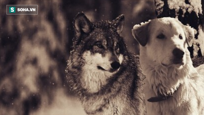 Chó sói, Cuồng nộ: Hãy khám phá sự kiện khi các chú chó sói đang tức giận và cuồng nộ. Tìm hiểu về tính cách và hành vi của chúng trong điều kiện tự nhiên và cách nuôi dưỡng chúng trong môi trường nhân tạo. Xem những hình ảnh đặc biệt này để hiểu rõ hơn về những loài vật này có khả năng sống sót và chiến đấu khốc liệt trong môi trường tự nhiên.