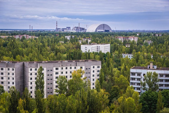 Tại sao thảm họa nguyên tử Chernobyl không giết chết tất cả các loài thực vật - Ảnh 1.