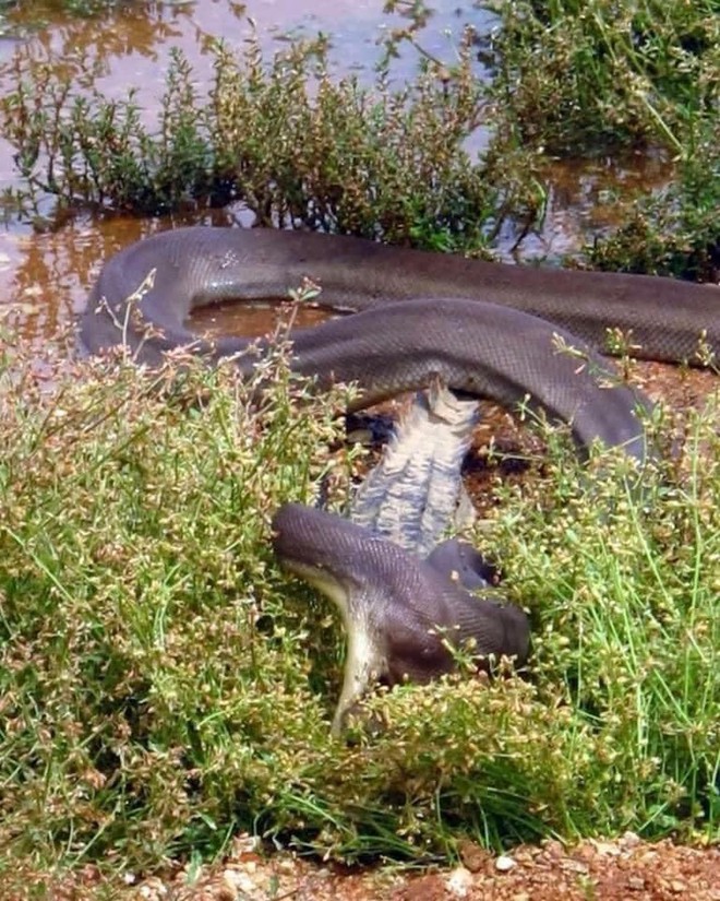 Cá sấu bị loài trăn lớn thứ 2 Tây Úc siết chết rồi nuốt gọn - Ảnh 3.