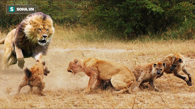 Định trừng phạt linh cẩu, ngờ đâu sư tử mới chính là kẻ phải chịu đau đớn - Ảnh 1.