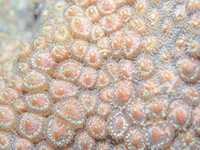 Kỳ thú san hô đẻ trứng một ngày duy nhất trong năm - Ảnh 1.