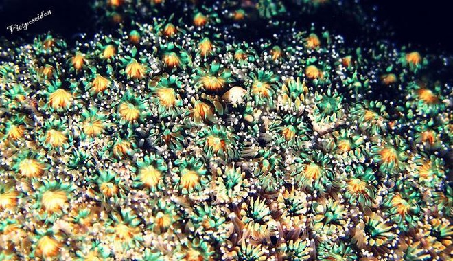 Kỳ thú san hô đẻ trứng một ngày duy nhất trong năm - Ảnh 11.