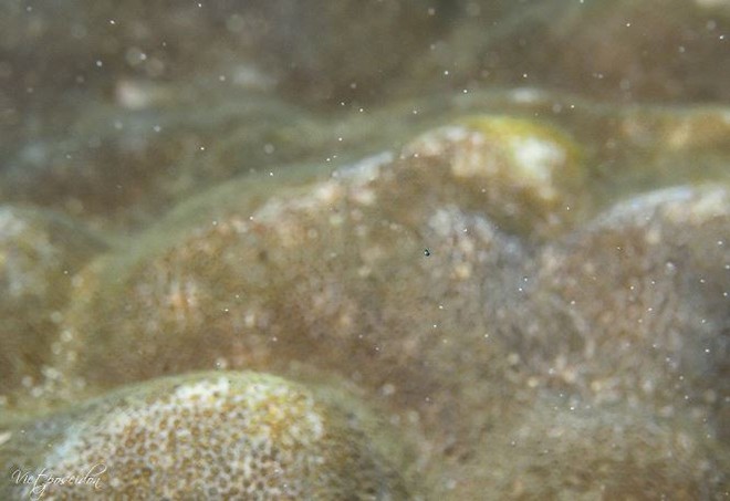 Kỳ thú san hô đẻ trứng một ngày duy nhất trong năm - Ảnh 12.