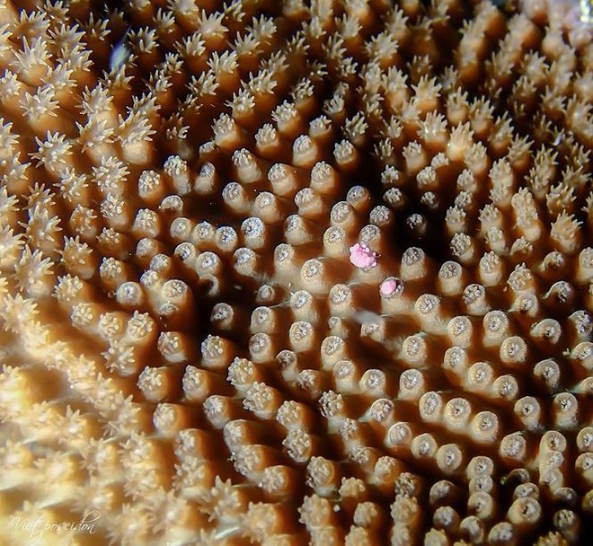 Kỳ thú san hô đẻ trứng một ngày duy nhất trong năm - Ảnh 8.
