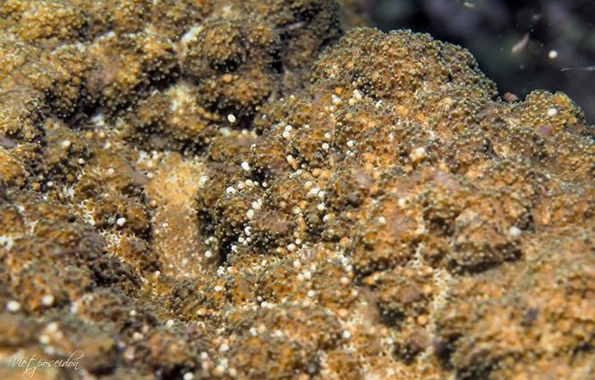 Kỳ thú san hô đẻ trứng một ngày duy nhất trong năm - Ảnh 10.