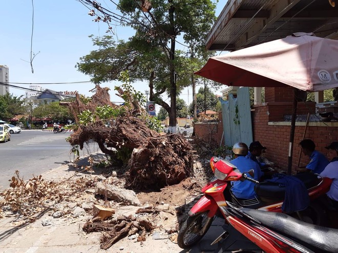 Nhóm người lạ triệt hạ cây cổ thụ ngay giữa trung tâm Đà Nẵng - Ảnh 1.