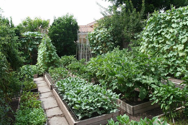 Gia đình nhiều thế hệ chung sống hạnh phúc bên ngôi nhà yên bình cùng mảnh vườn trồng rau quả sạch rộng 4000m² - Ảnh 15.