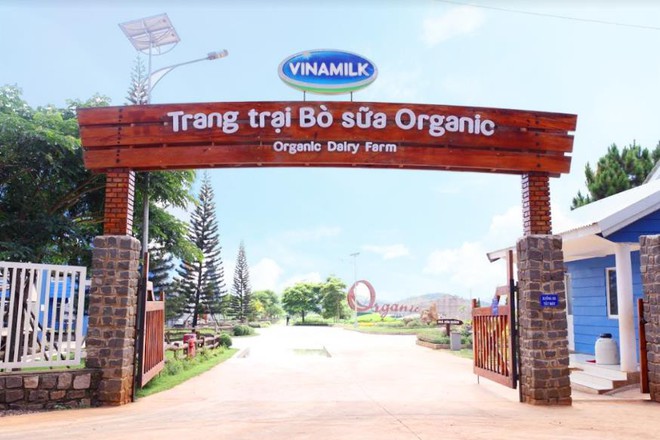 Có một trang trại bò sữa Organic “xanh từ A đến Z” trên cao nguyên Đà Lạt - Ảnh 1.