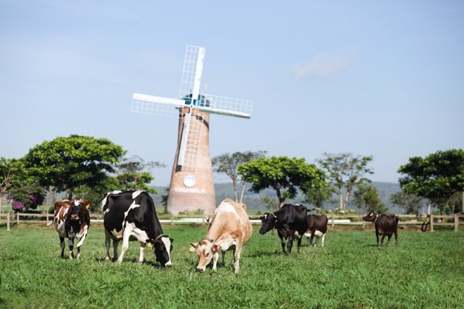 Có một trang trại bò sữa Organic “xanh từ A đến Z” trên cao nguyên Đà Lạt - Ảnh 2.